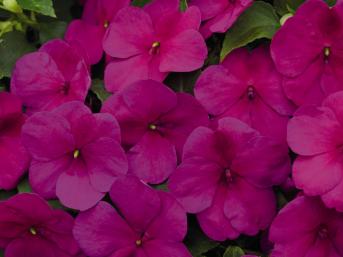 IMPATIENS LOLLIPOP VIOLETTO NR.1000 SEMI